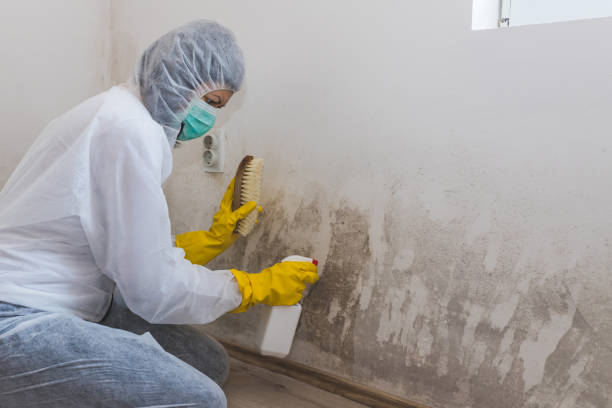 Best Basement Mold Removal  in Clay City, IN