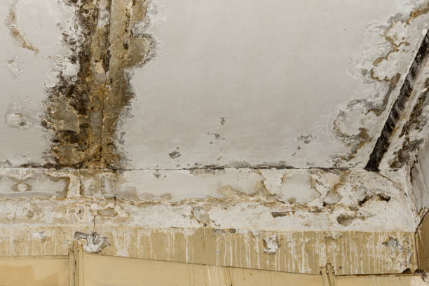 Best Crawl Space Mold Remediation  in Clay City, IN