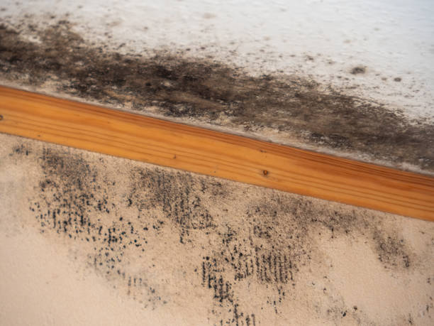 Best Mold Removal for HVAC Installations  in Clay City, IN