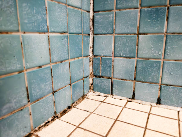Best Air Quality Testing for Mold Spores  in Clay City, IN