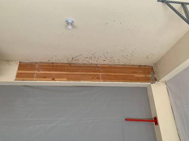 Best Black Mold Removal  in Clay City, IN