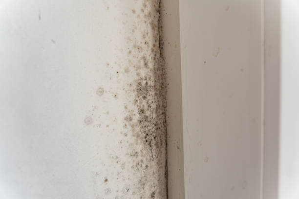 Best HVAC Mold Inspection and Cleaning  in Clay City, IN