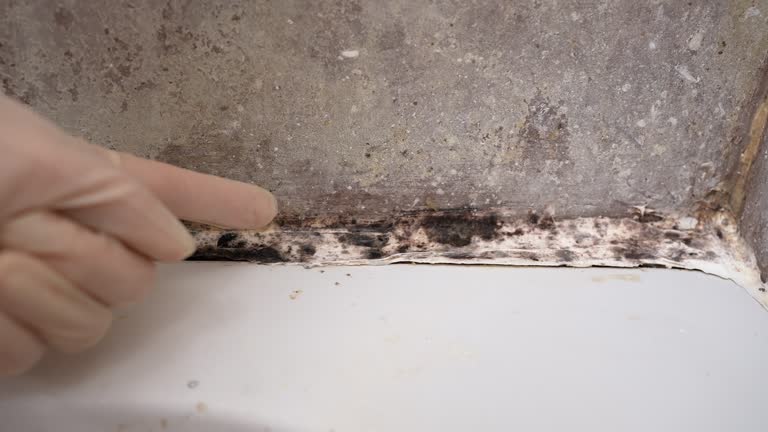 Best Biohazard Mold Removal  in Clay City, IN