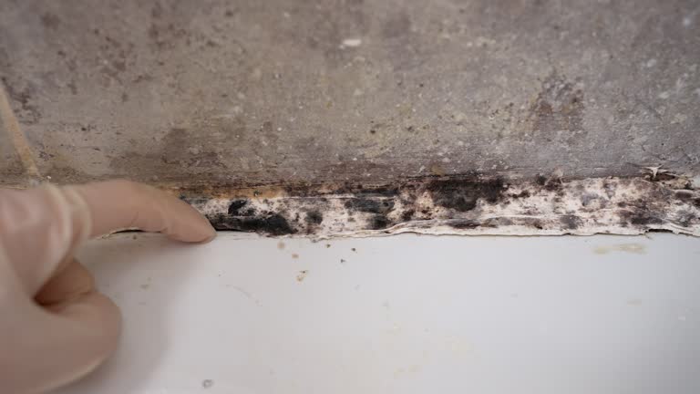 Best Emergency Mold Remediation  in Clay City, IN