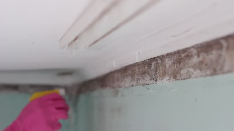 Best Airborne Mold Testing  in Clay City, IN